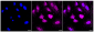 KD-Validated Anti-Bone morphogenetic protein 6 Rabbit Monoclonal Antibody